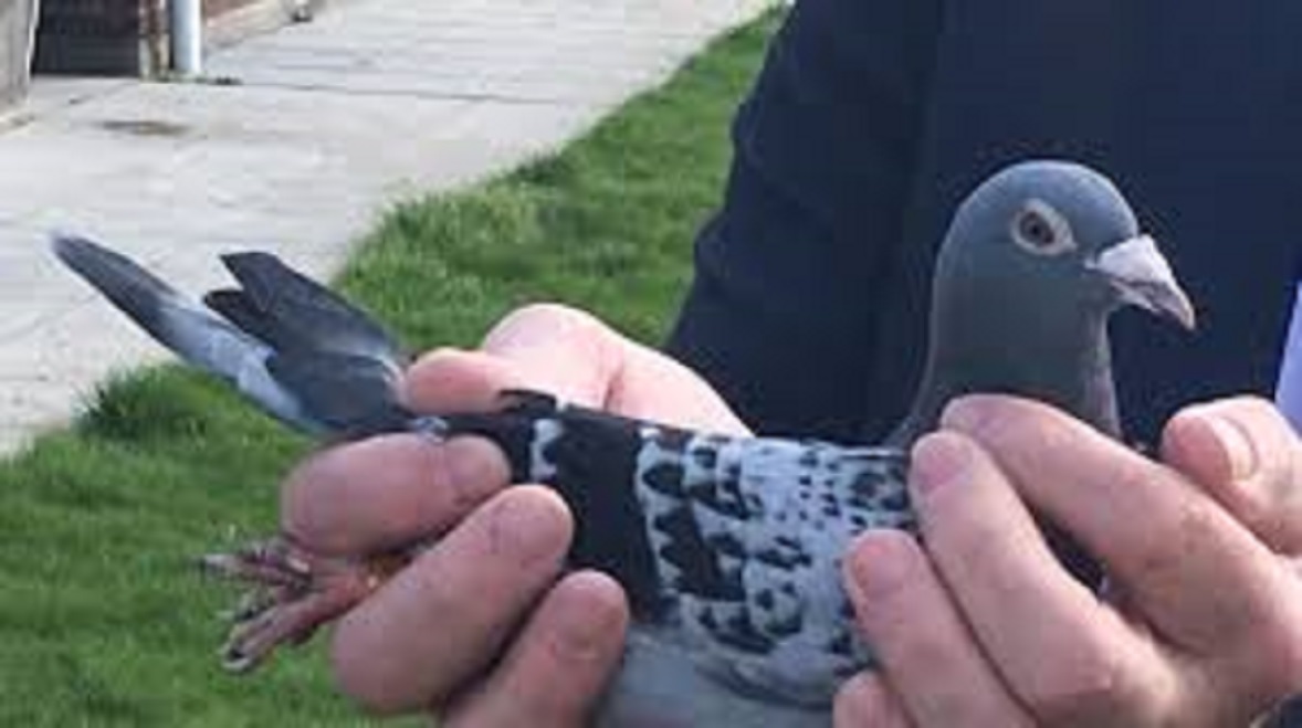 Le pigeon Armando vendu plus d'1 million d'euros