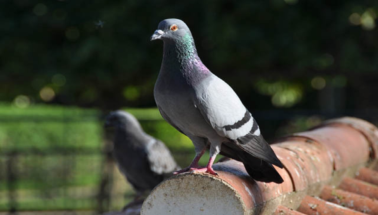 R$ 5 milhões é o valor que foi pago no pombo mais veloz do mundo