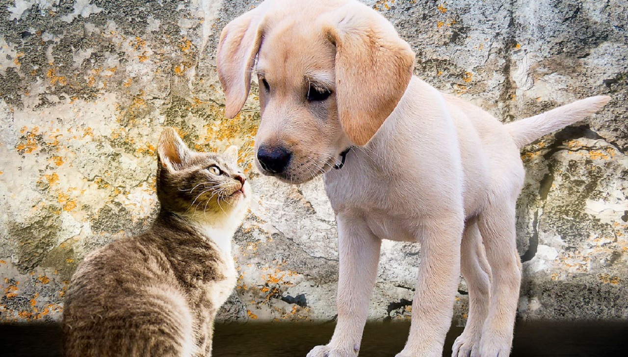 Lei aprovada pela Prefeitura do Rio permite que animais de estimação entre em hospitais