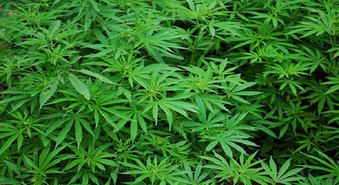 Lidl ha afianzado la venta de marihuana con fines medicinales en Suiza