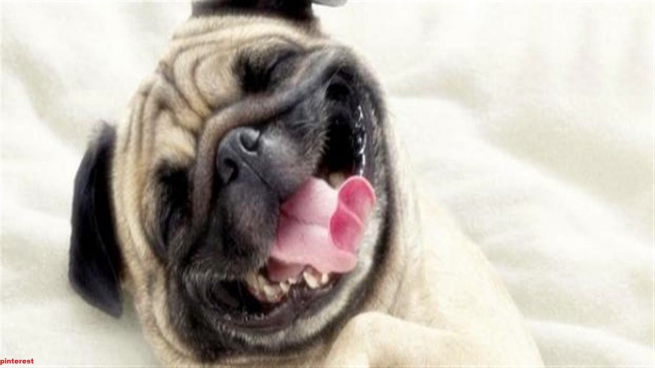 É muito importante tornar os passeios uma rotina para o cachorro