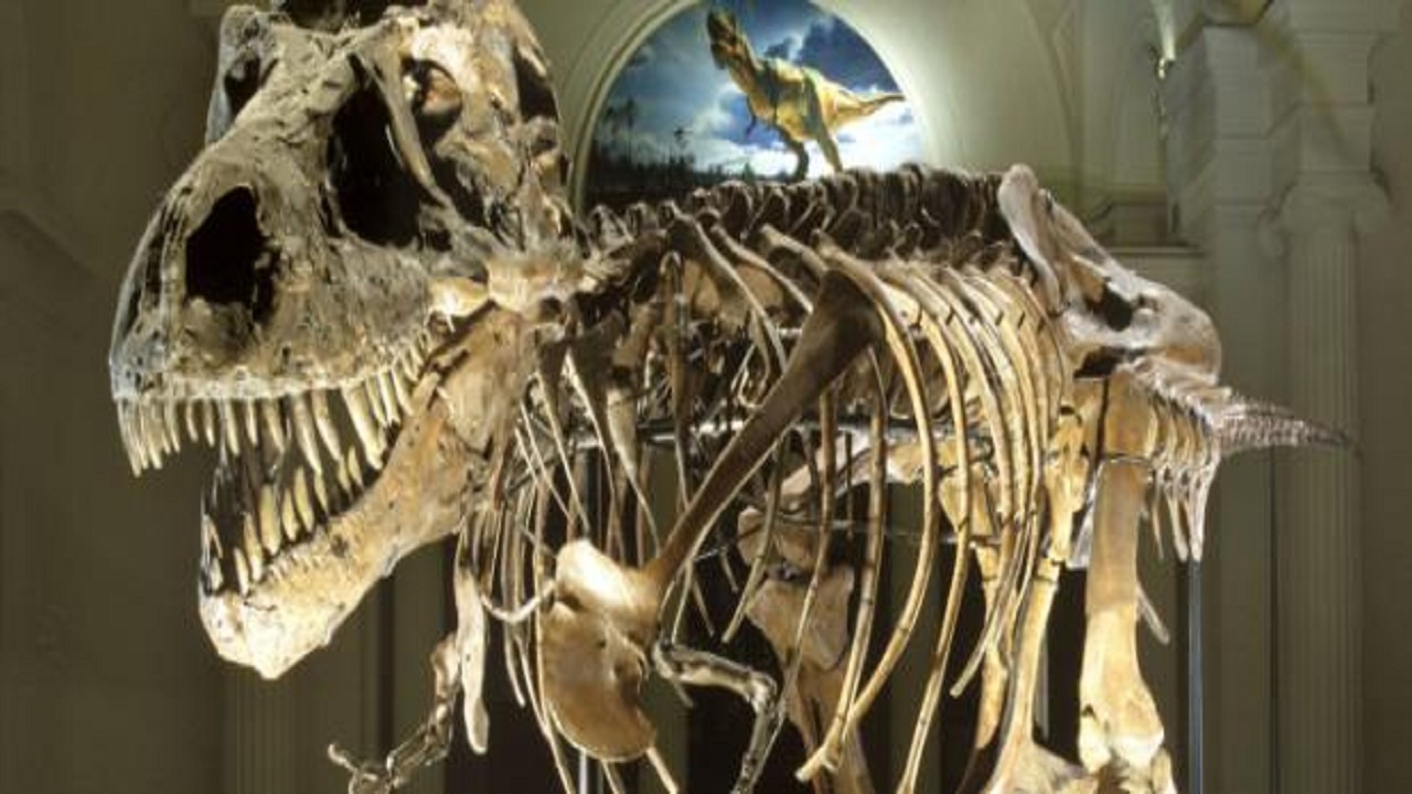 Il Tyrannosaurus Rex più grande del mondo si chiama Scotty
