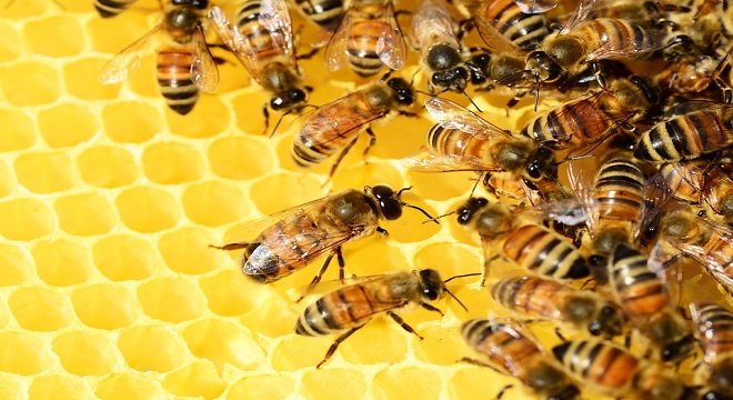 Apicultores advierten del riesto de la avispa mandarina para las colmenas