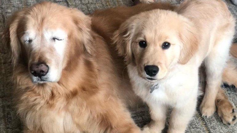 Cão cego ganha outro cachorrinho para 'cão-guia' e se tornam sensação do Instagram