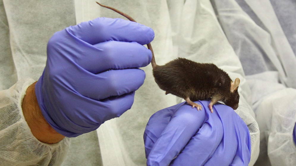 El equipo dirigido por el español Barbacid logra eliminar el cáncer de páncreas en ratones
