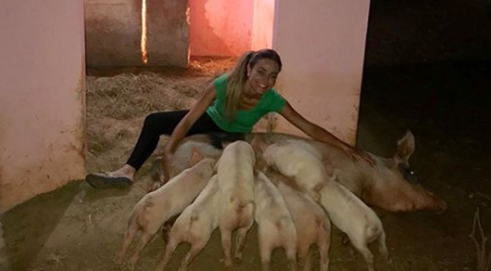 BBB19: Paula, a campeã, reencontra Pippa, sua porca de estimação, e conhece filhotinhos