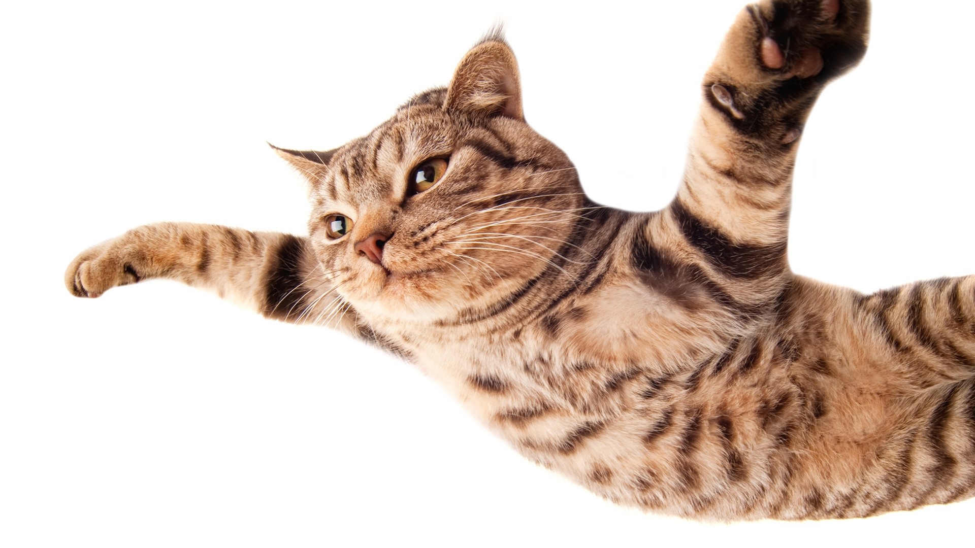 Grandes mitos a respeito da vida dos gatos