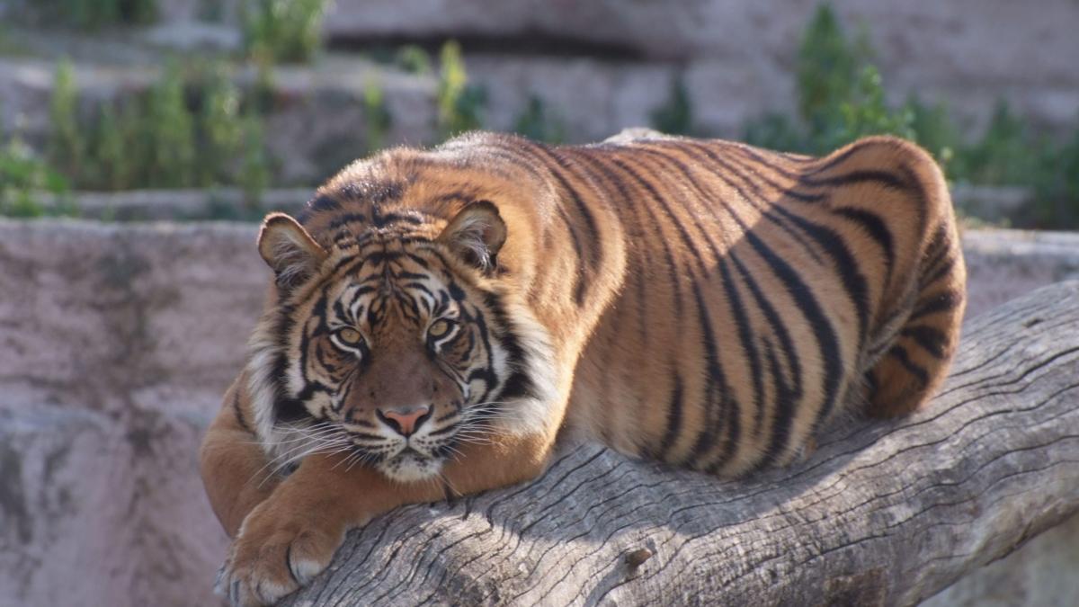 El Zoo de Barcelona se encuentra en riesgo por las propuestas del Ayuntamiento