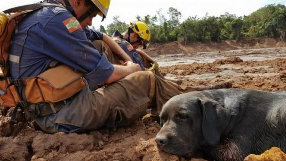 Cão Barney, que ajudou a resgatar vítimas de Brumadinho, morre em Santa Catarina