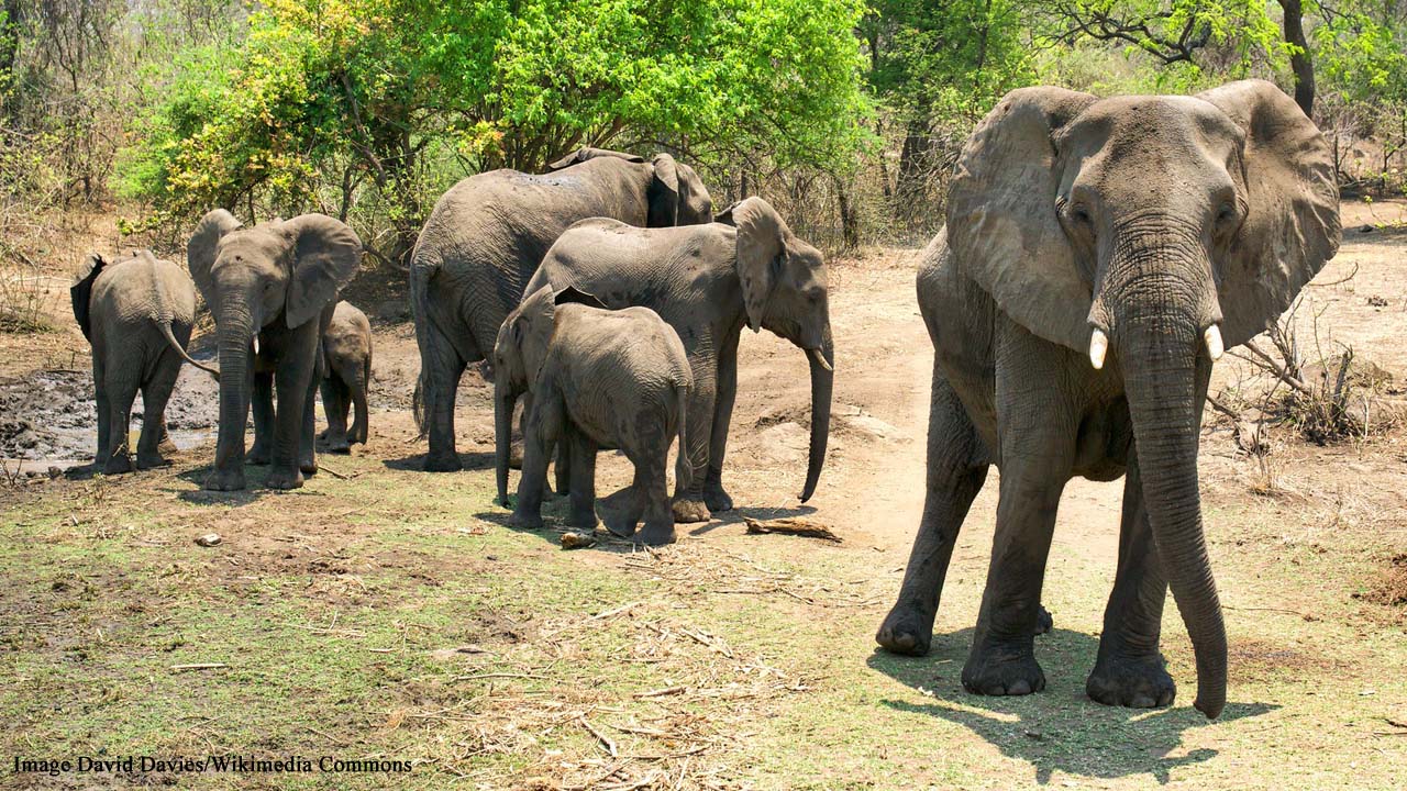 British soldier trampled to death by elephant while on anti-poaching patrol