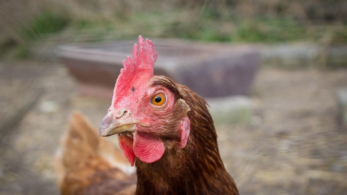 El gallinero de Cangas de Onís no fue clausurado por orden judicial