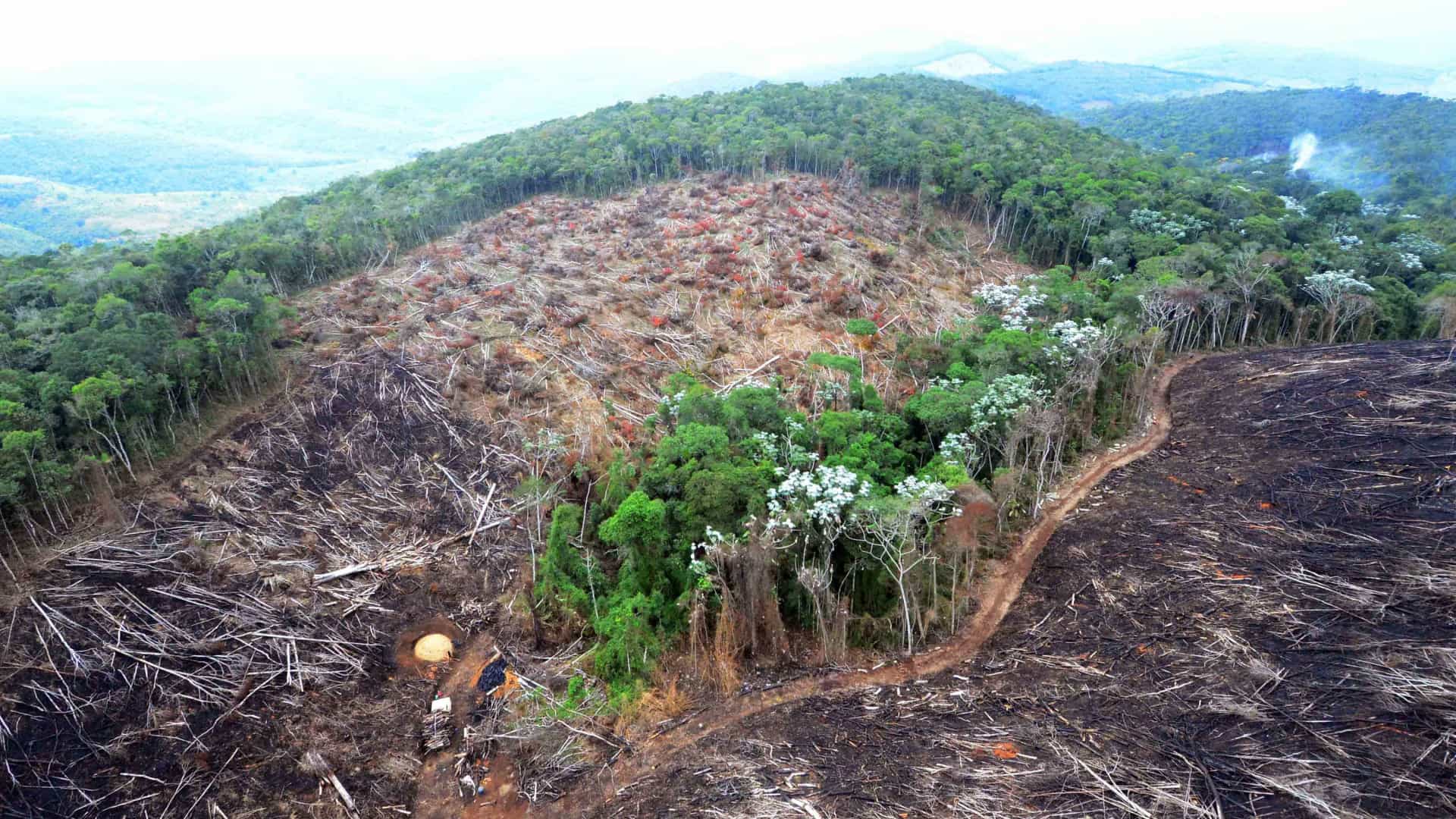 ONU aponta que um milhão de espécies de plantas e animais podem sumir da Terra