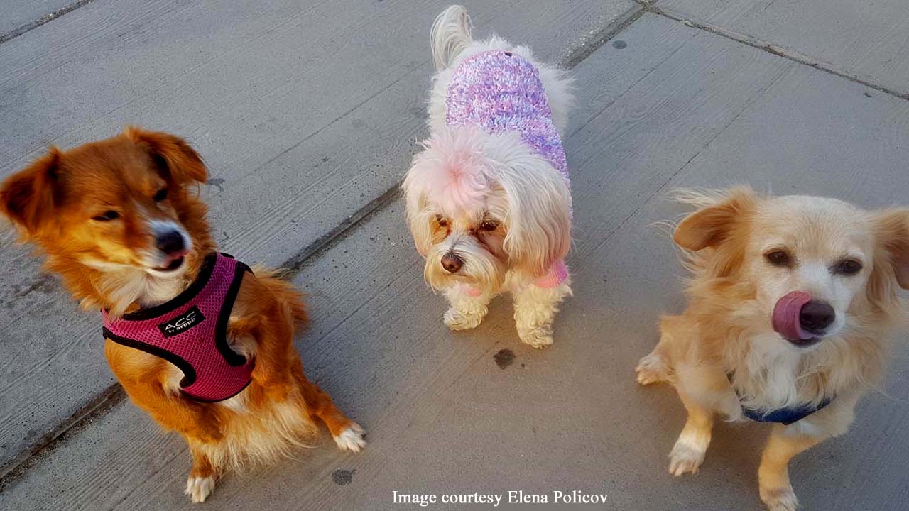10 cute images of animals to give you a giggle