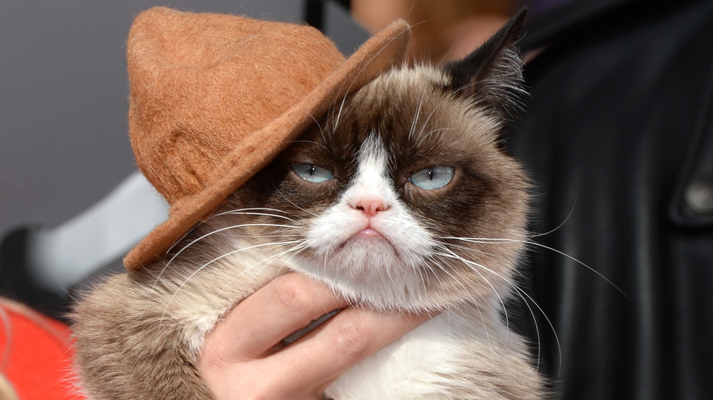 Usa Grumpy Cat è Morto Era Il Gatto Arrabbiato Più Famoso Dei Social