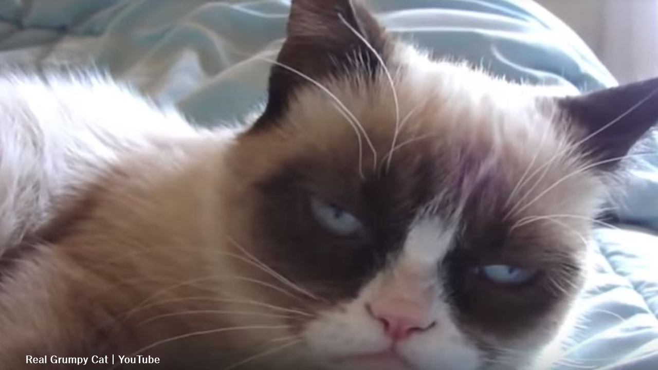 Grumpy Cat, with 8 million YouTube followers died aged 7-years-old