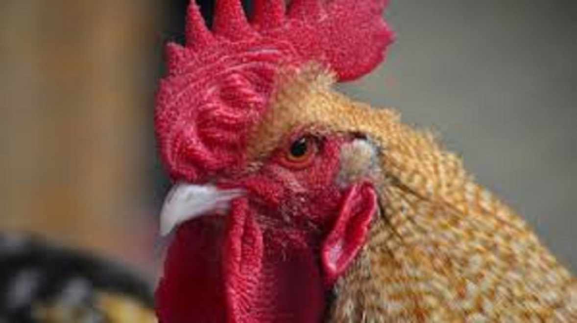 Le coq de l'île d'Oléron au tribunal