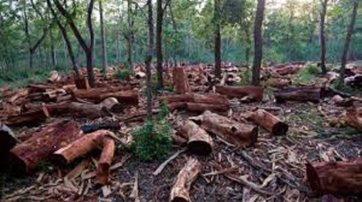 La déforestation met en péril le monde