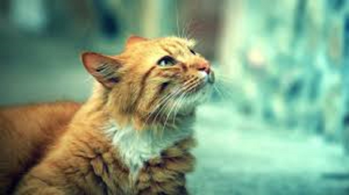 Les aliments qu'il ne faut pas donner aux chats