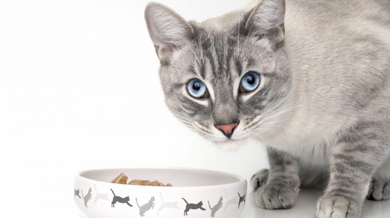 Aliments : Les 5 erreurs à ne pas commettre avec un chat