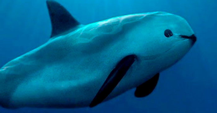 La vaquita marina está casi extinguida y podría haber un negocio afrodisiaco detrás