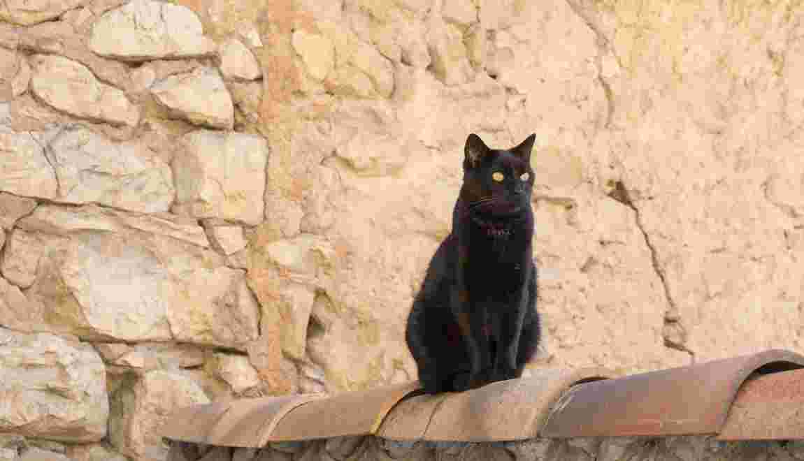 Ces chats qui veulent de l'attention
