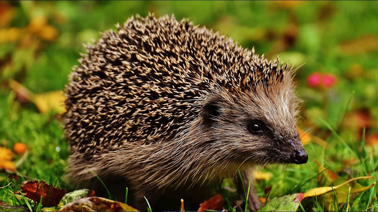 Keeping your hedgehog healthy and happy