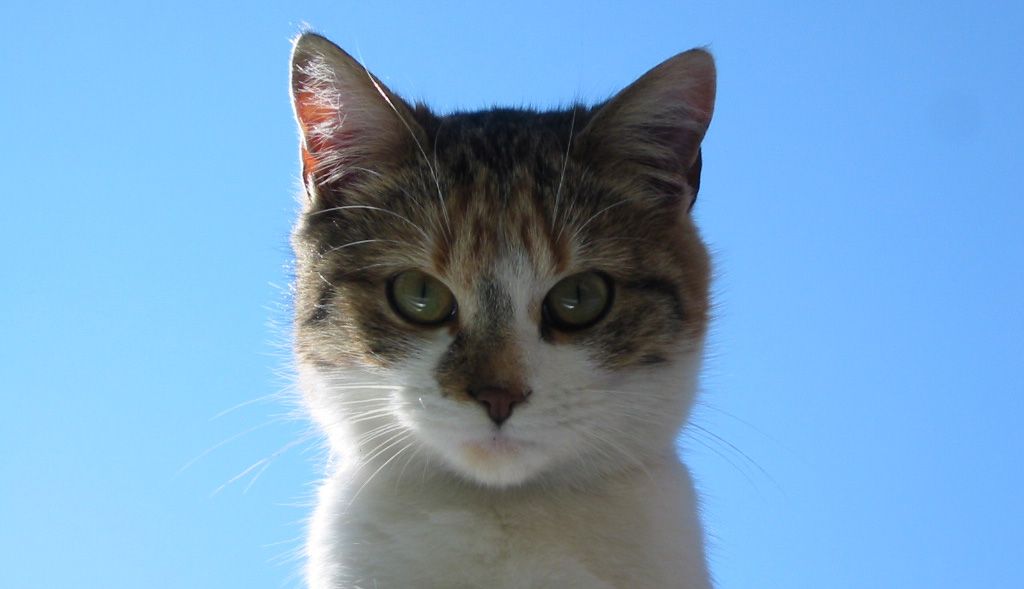 Insolites : Quand les chats s'excusent