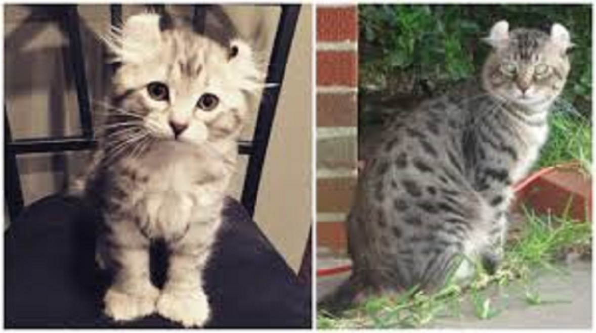 Les photos qui prouvent que les chats sont des démons