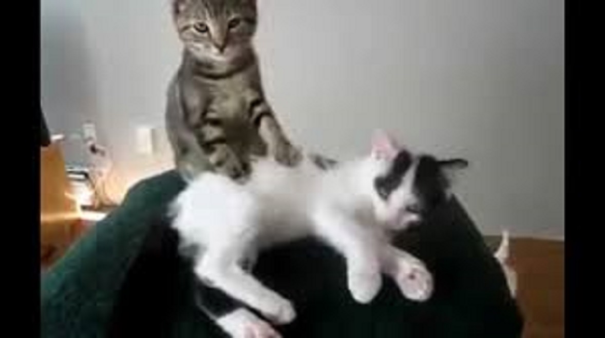 Les photos de chats légendées à mourir de rire