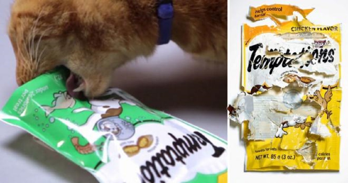 Les erreurs à éviter avec son chat