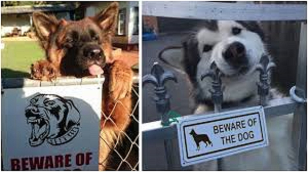 Les chiens 'méchants' qui ne le sont pas du tout