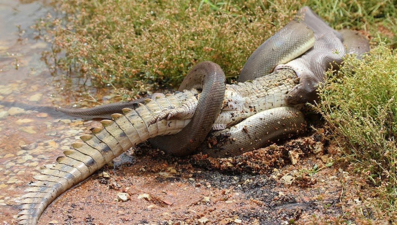 Sequência de imagens mostra píton engolindo crocodilo inteiro na Austrália