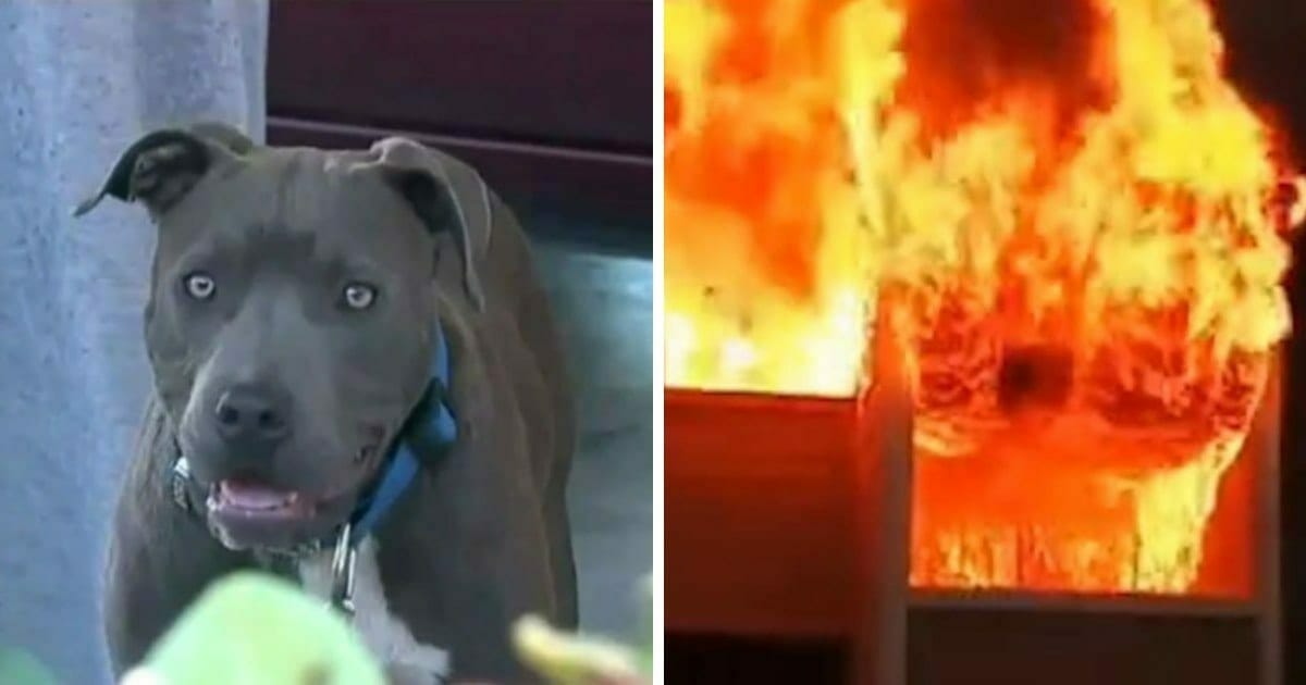 Una bebé fue salvada por un pitbull de un incendio en California