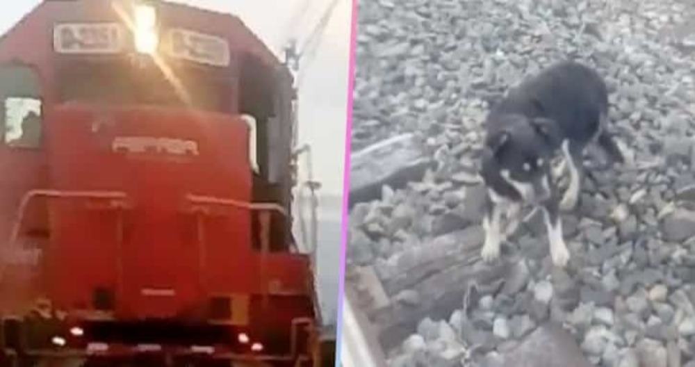 Detienen un tren en Chile para salvar a un perro encadenado a las vías