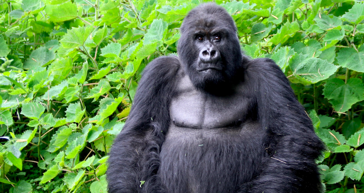 Animais que estão quase entrando em extinção