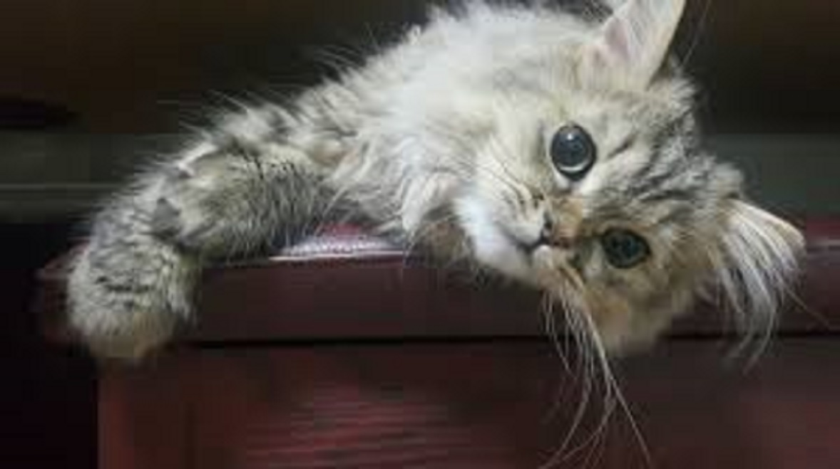 Un chat disparaît toutes les 10 minutes dans notre pays