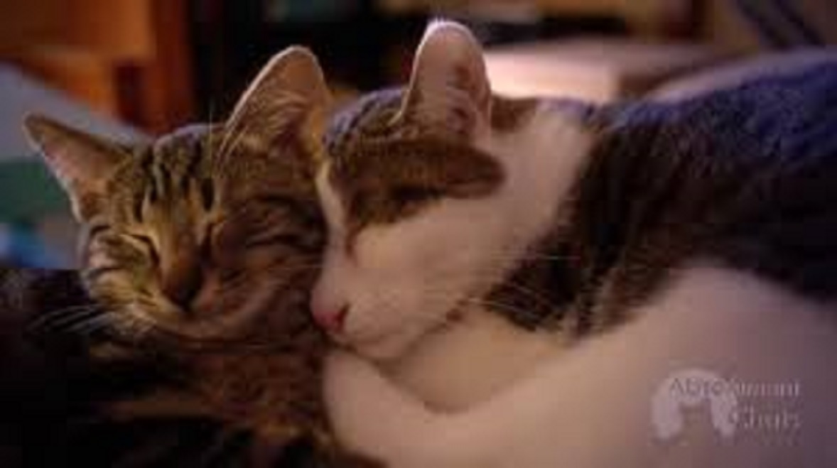 Stérilisation des chats : pas qu'une maîtrise de la production