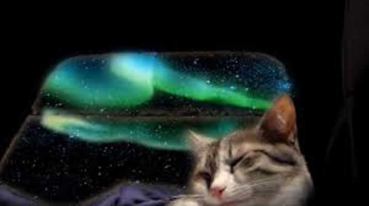 Un chat fait 800 km en covoiturage