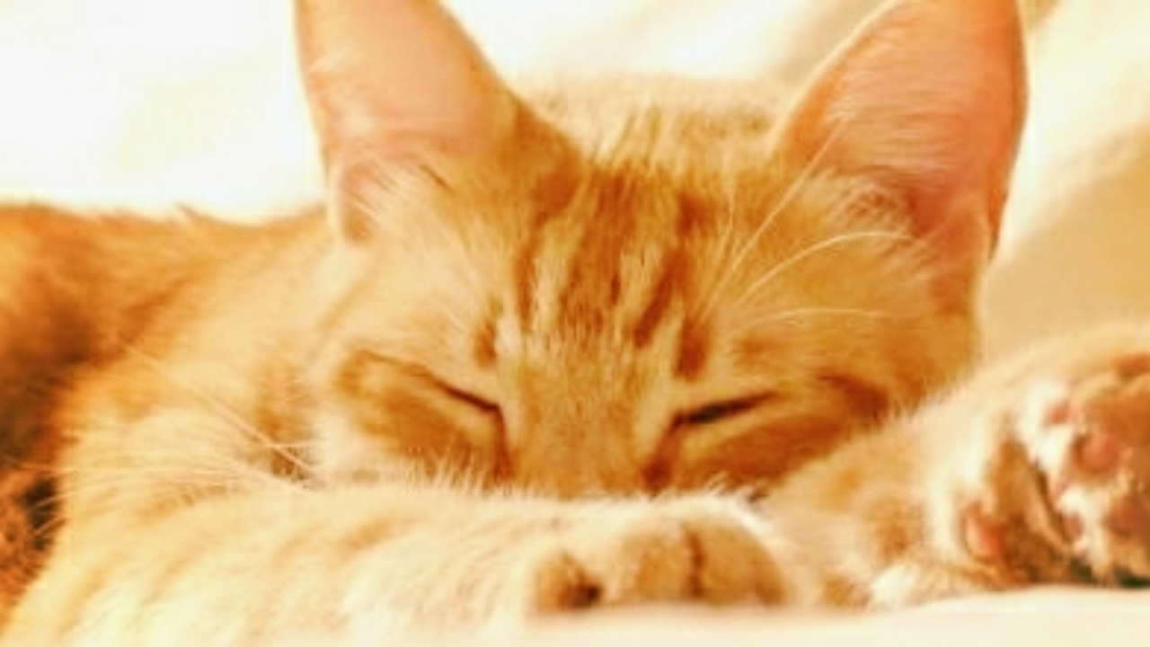 Animaux : Cinq choses qui expliquent pourquoi un chat dort avec son maitre