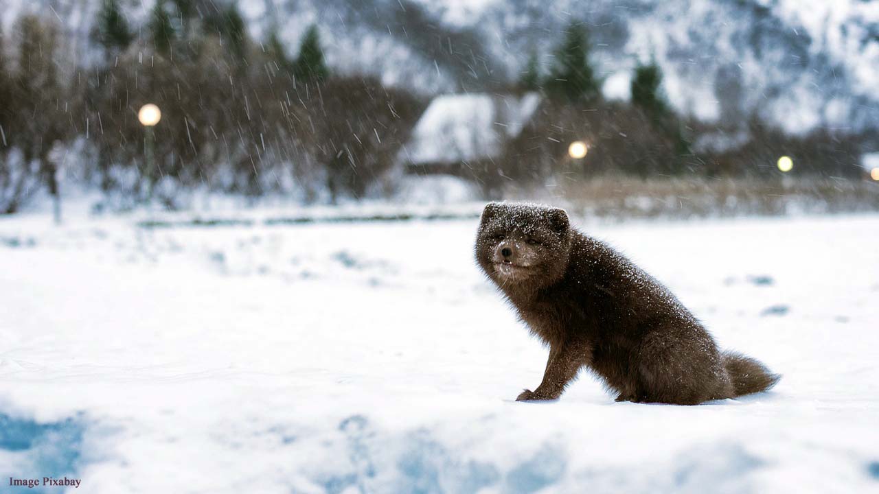 Arctic fox tracked walking 2,000 miles from Norway to Canada