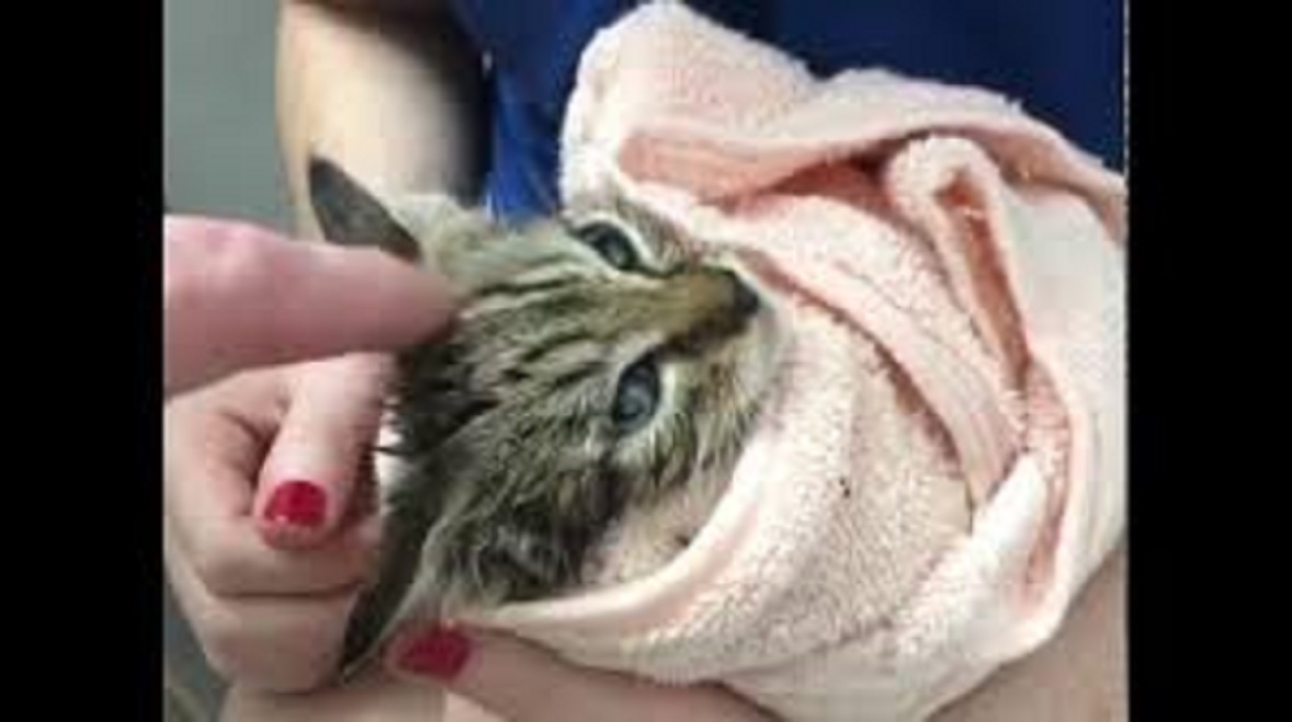 Un homme sauve un chat de la mort