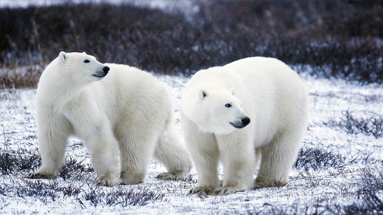 Alaska's Utqiagvik is a popular tourist destination where polar bears are seen