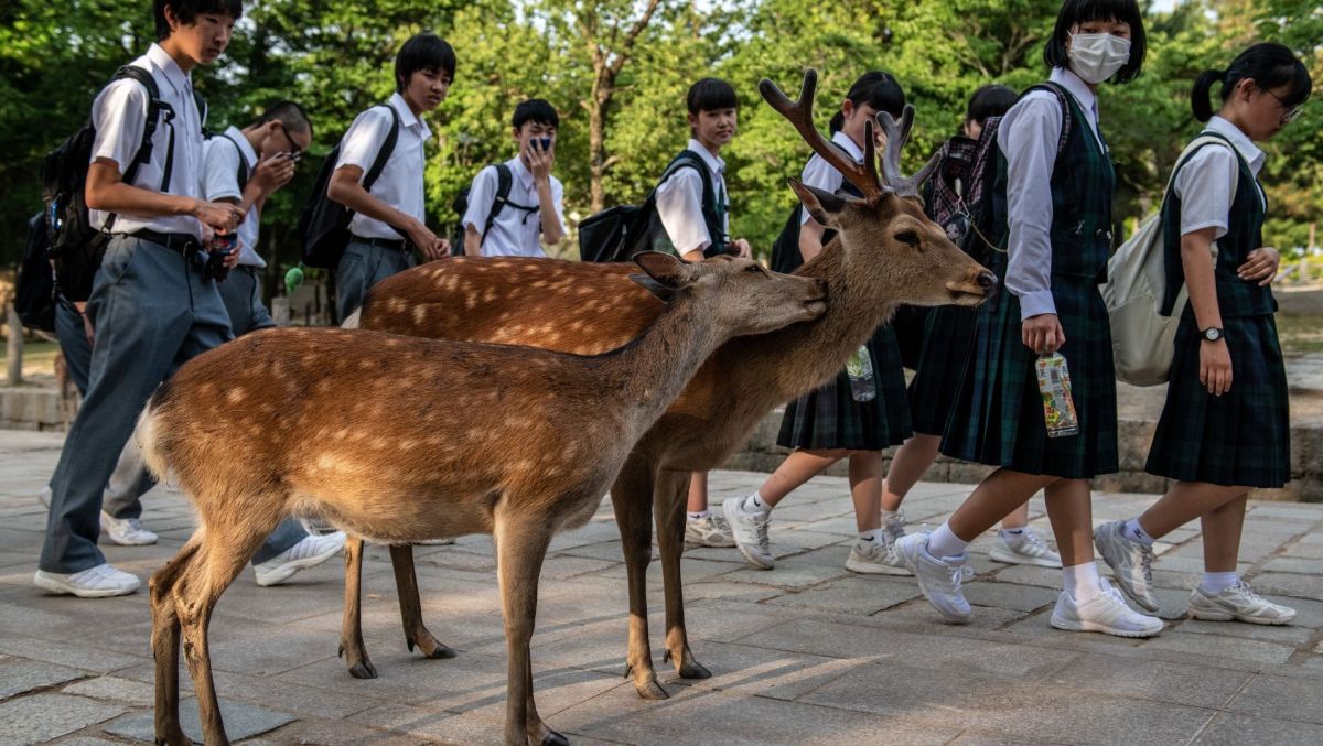 Nine deer dead in Japan's Nara Park after eating plastic