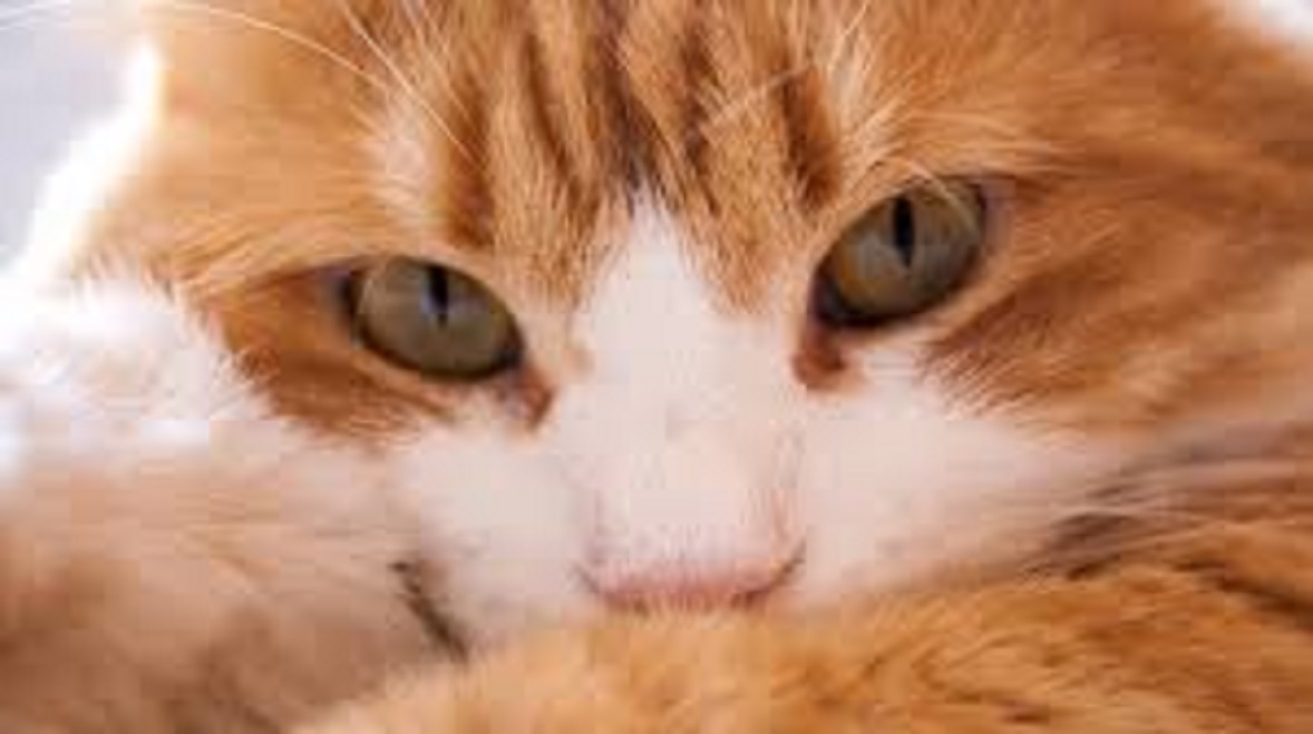 Ce que font les chats en l'absence de leur maître