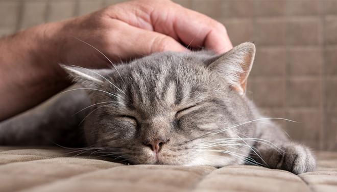 Quand le maître influence la personnalité de son chat