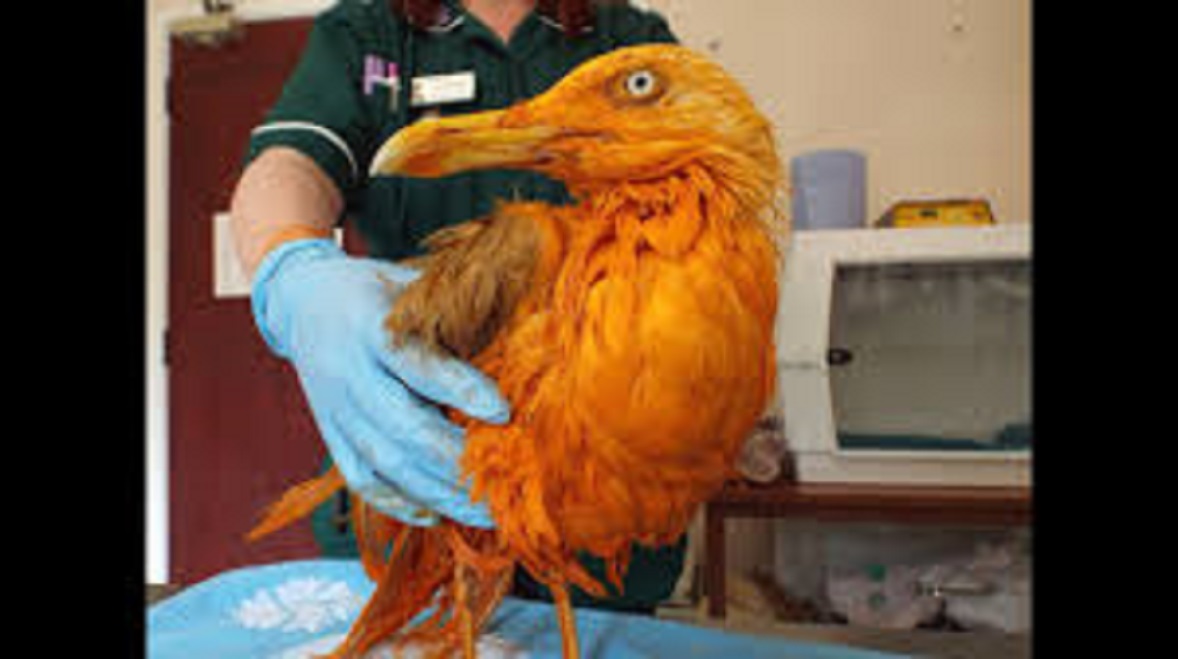Un vétérinaire qui pensait soigner un oiseau exotique se trompe royalement