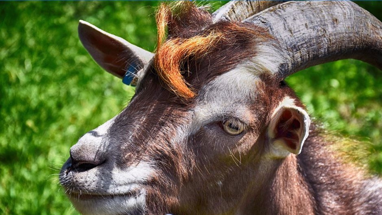 California fires can be devastating, so goats come in to help clear vegetation