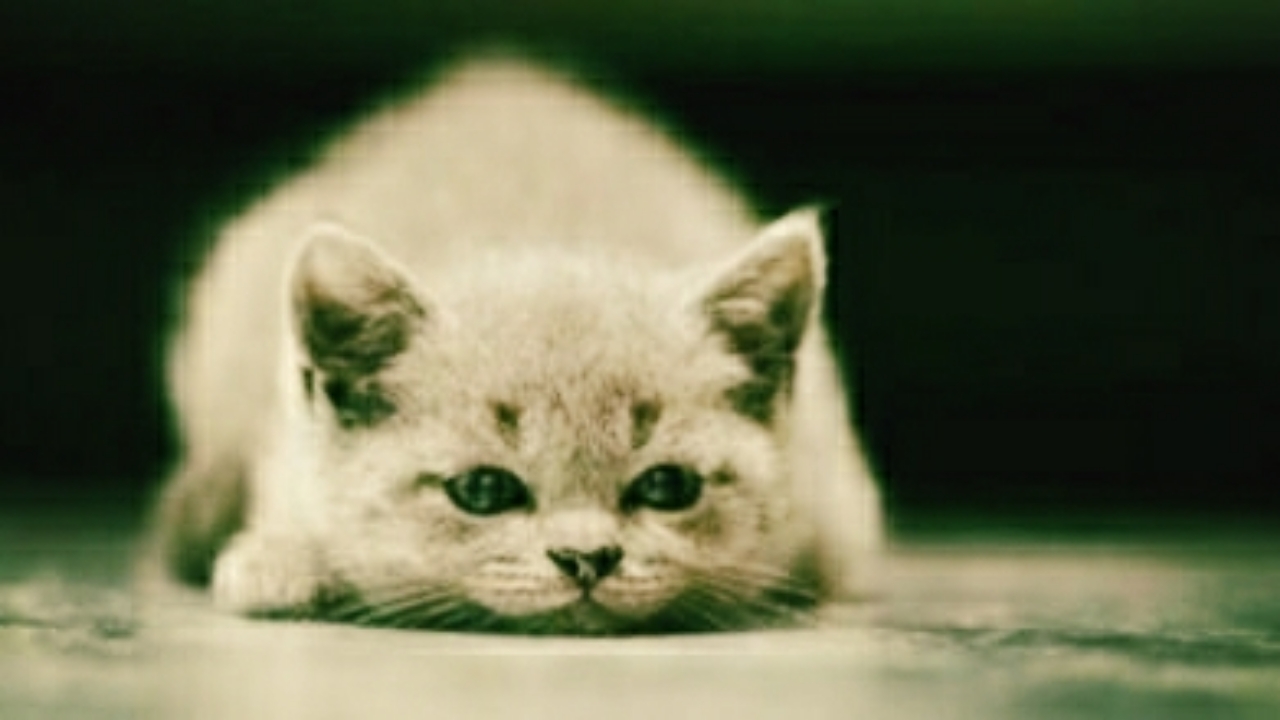 Animaux : 6 signes qui prouvent qu'un chat est malheureux
