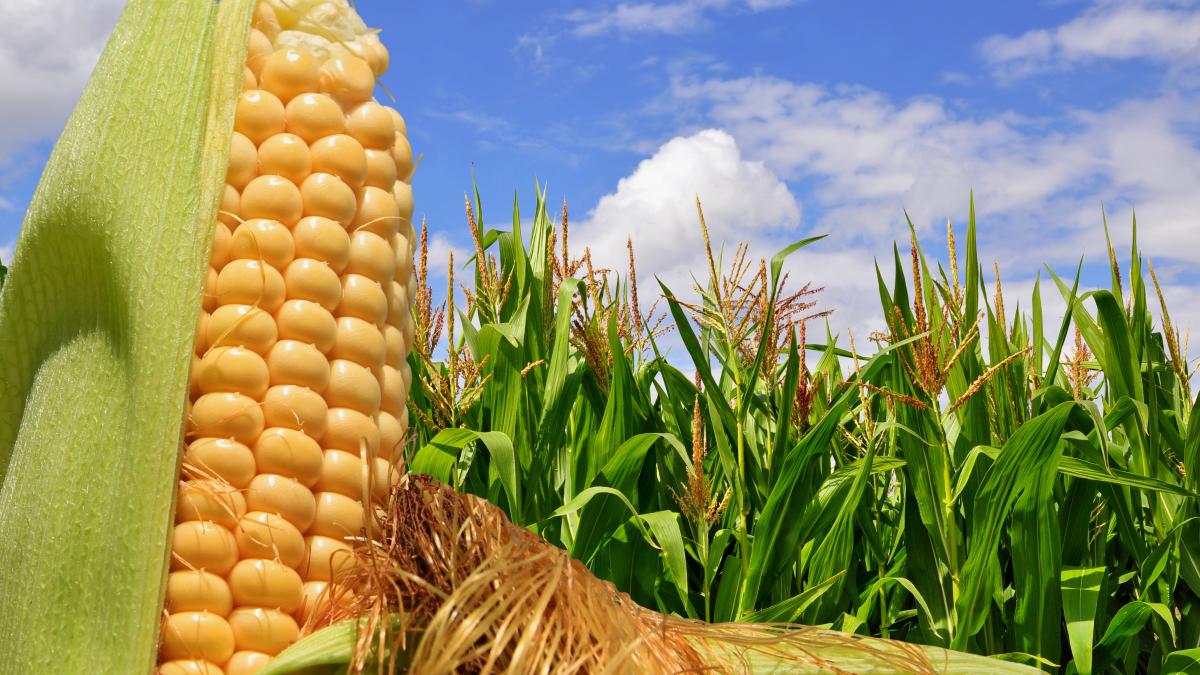 Brasil alcanza récord en la producción de maíz durante primer semestre de 2019