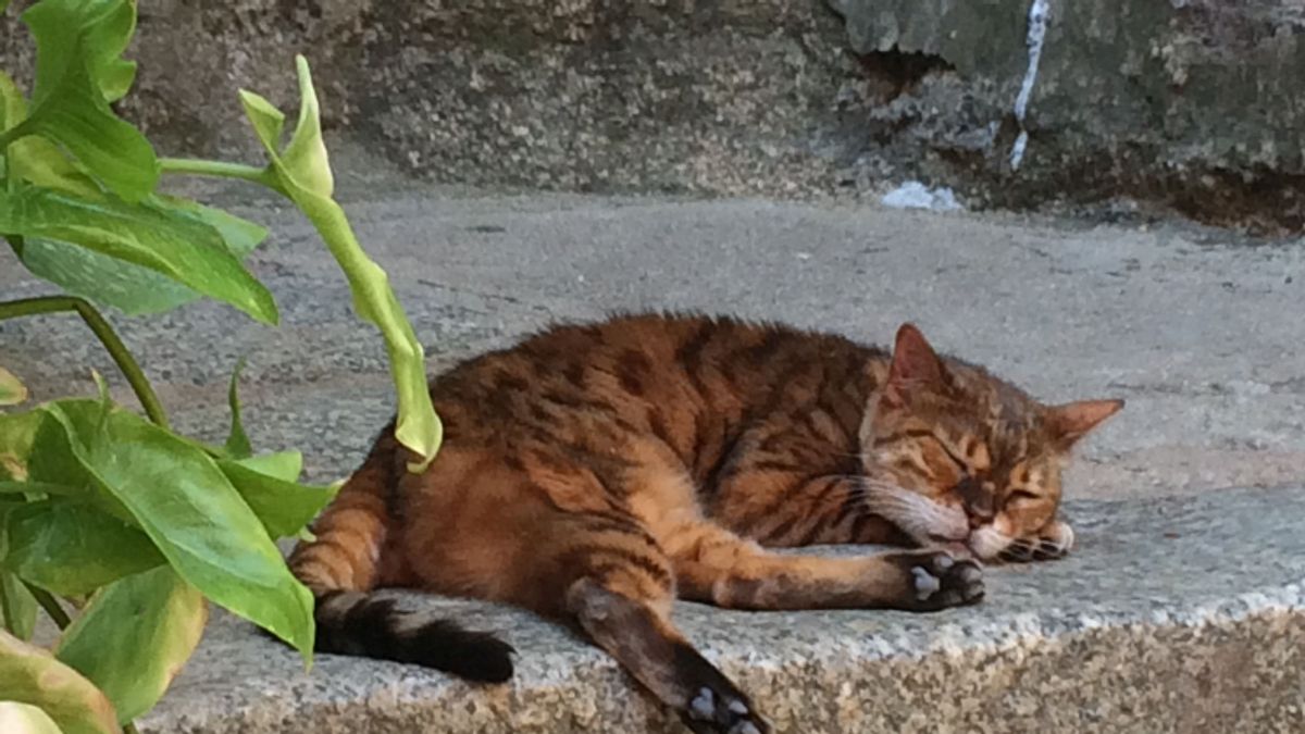 Il ne faut pas mettre de collier clochette à un chat